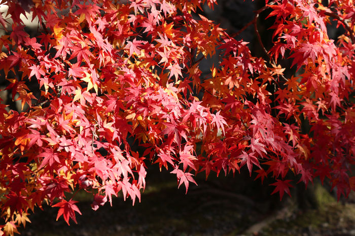 京都・右京区・臨済宗大本山天龍寺20131123-1-2