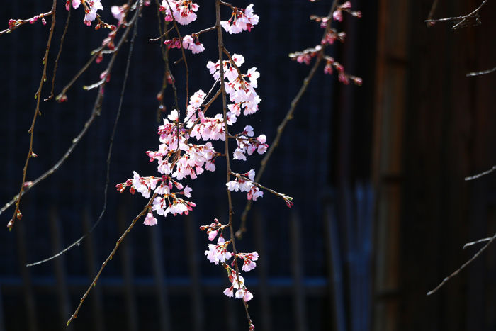 京都・東山区・祇園白川20160321-2