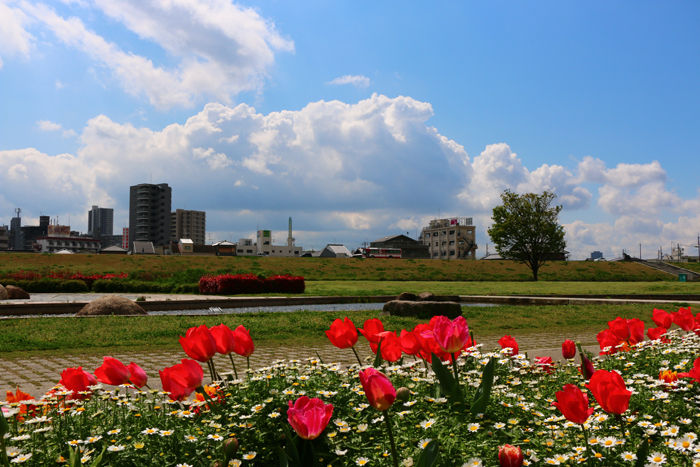 大阪・枚方市・淀川河川公園枚方地区20150415-7