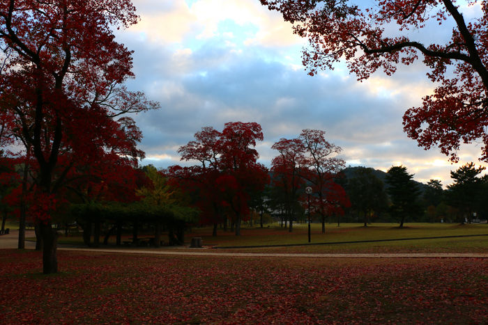 奈良・奈良市・奈良公園20141104-3