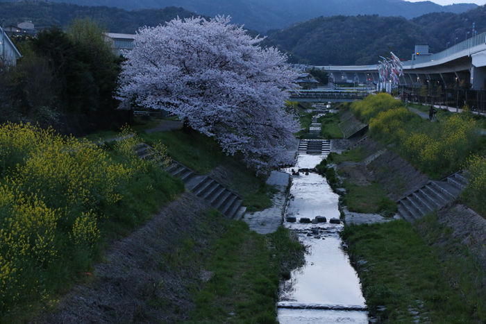 京都・長岡京市・新川向橋20160406-1