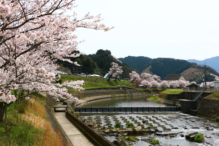 兵庫・朝来市・山東町滝田地区20160406-2
