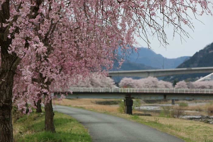 兵庫・朝来市・和田山町枚田地区20160406-4