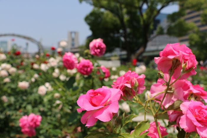 大阪・北区・中之島公園20160531-1