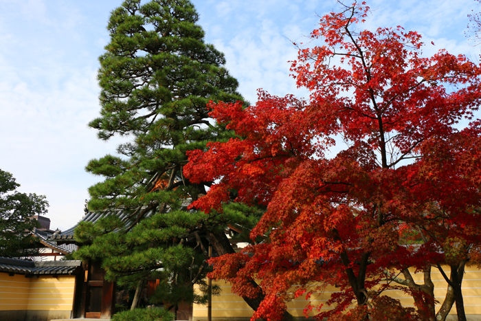 京都・北区・等持院20151121-1