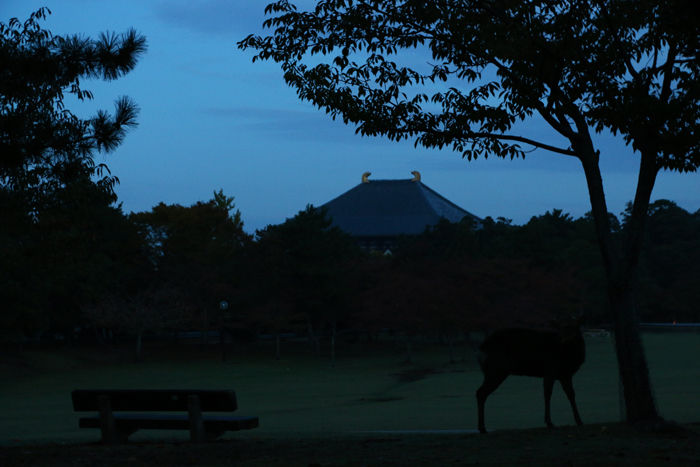 奈良・奈良市・奈良公園20141104-1