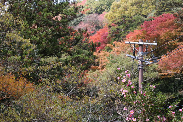 大阪・箕面市・箕面の滝20131120-2-9