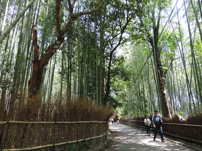 京都嵐山竹林の道2