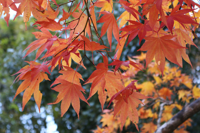 大阪・箕面市・箕面の滝20131120-1-9
