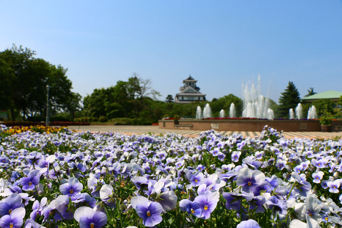滋賀・長浜市・豊公園【長浜城】20160523-1