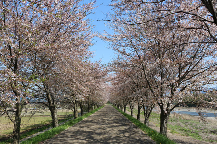 滋賀・長浜市・高月町柏原地区20160412-4