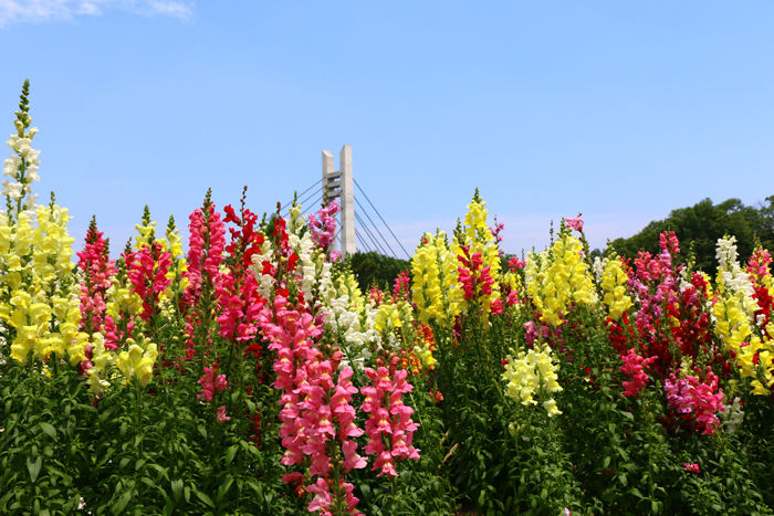 大阪・枚方市・山田池公園20160529-3