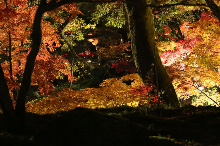 京都・左京区・禅林寺【永観堂】20131123-3