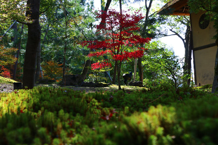 京都・東山区・高台寺20151116-8