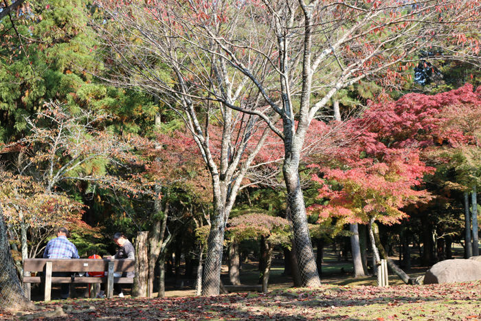 奈良・奈良市・奈良公園20131116-4-15