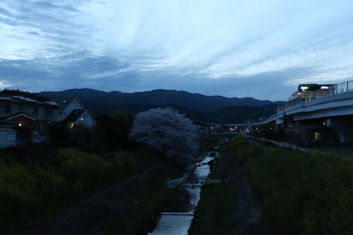 京都・長岡京市・新川向橋20160406-2