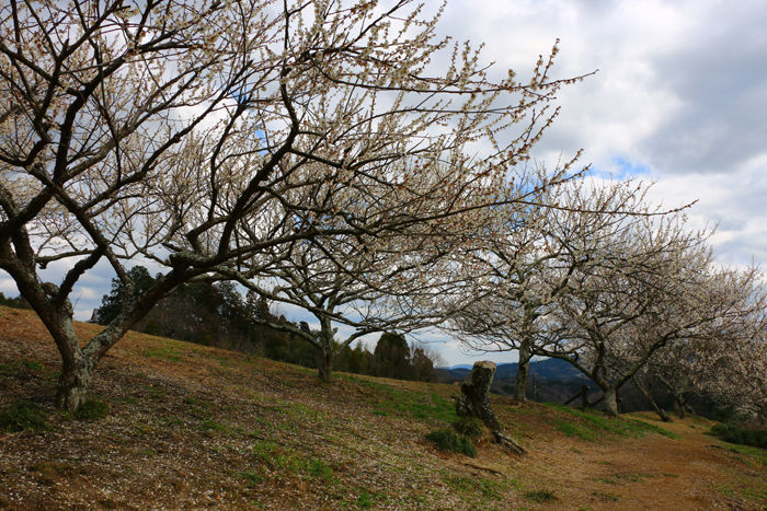 奈良・奈良市・月ケ瀬梅渓20160311-15