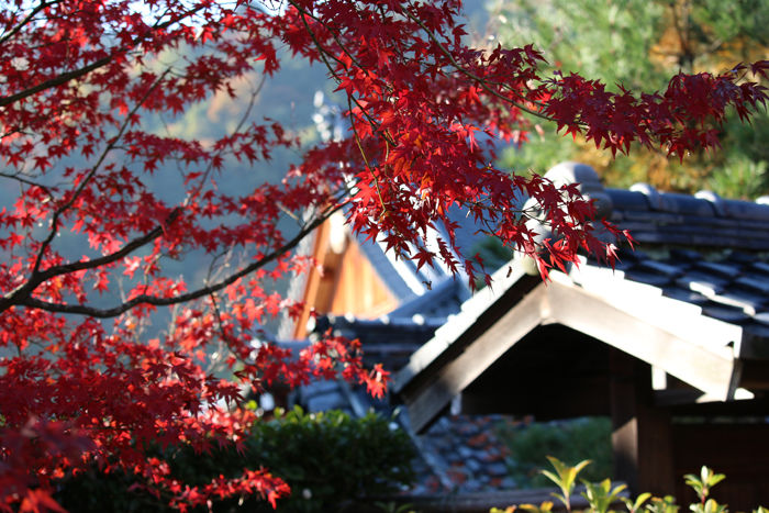 京都・右京区・臨済宗大本山天龍寺20131123-1-5