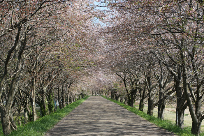 滋賀・長浜市・高月町柏原地区20160412-1