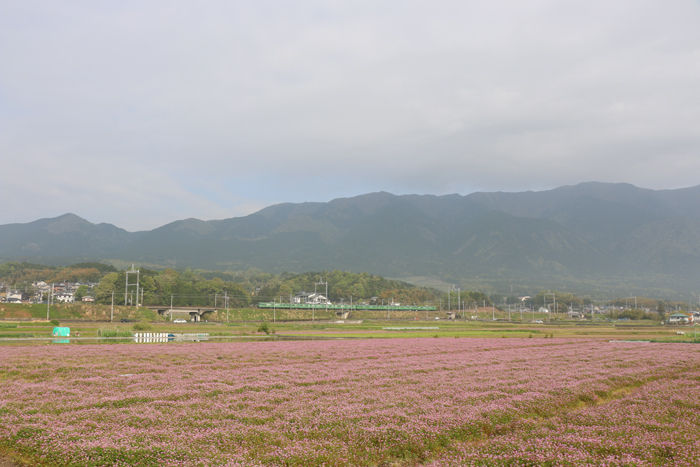 滋賀・大津市・和邇北浜地区20160425-1