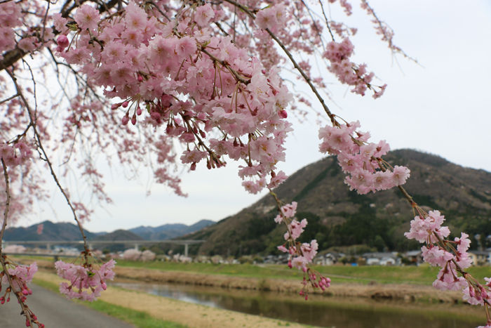 兵庫・朝来市・和田山町枚田地区20160406-2