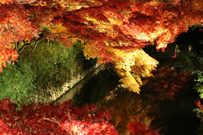 京都・左京区・禅林寺【永観堂】20131123-1