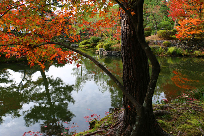 京都・北区・等持院20151121-13