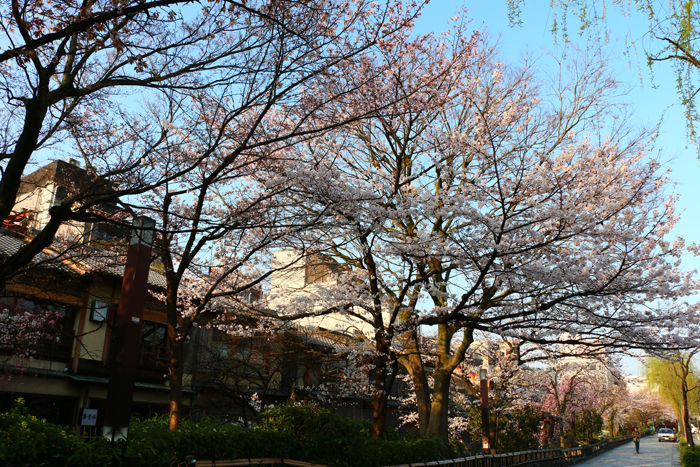 京都・東山区・祇園白川20150331-1