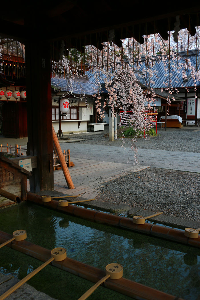 京都・北区・平野神社20160330-5