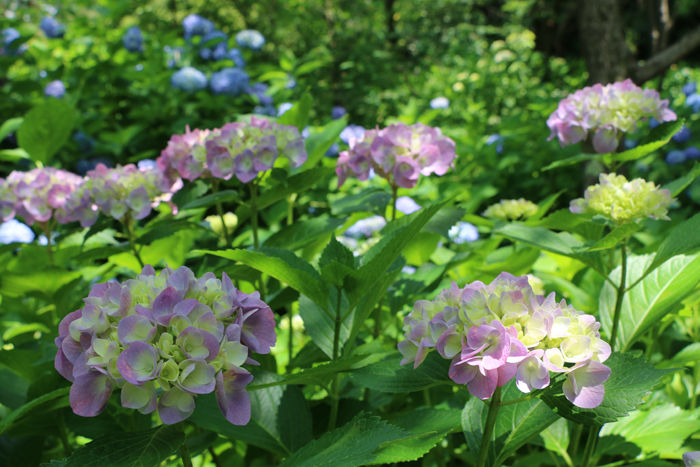 京都・左京区・京都府立植物園20160606-11