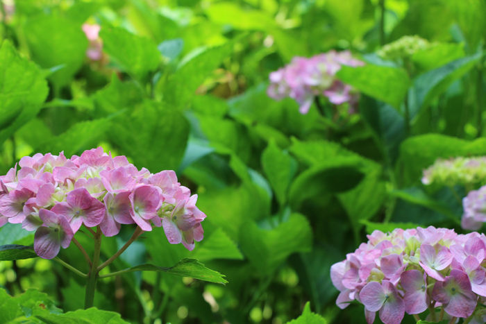京都・左京区・京都府立植物園20160606-5