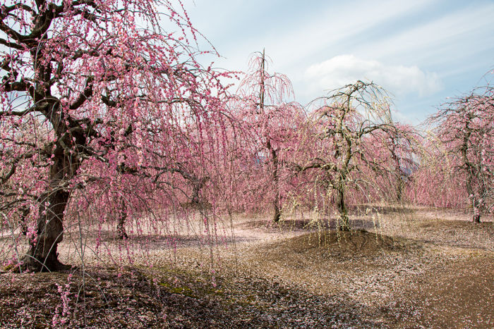 三重・鈴鹿市・鈴鹿の森庭園20170323-17