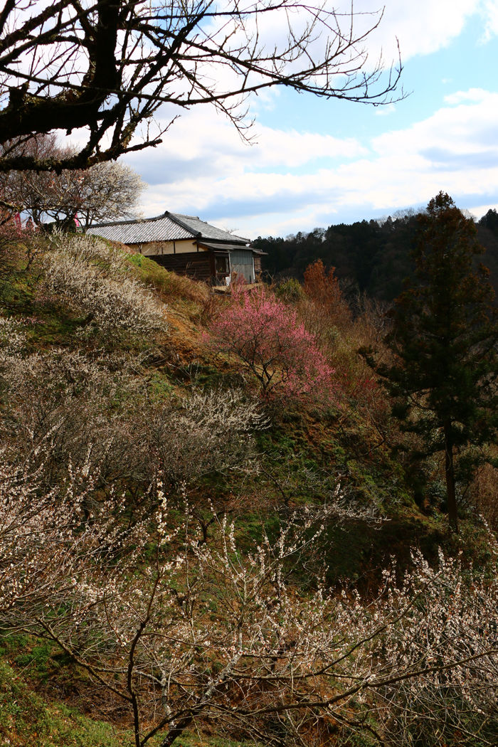 奈良・奈良市・月ケ瀬梅渓20160311-4