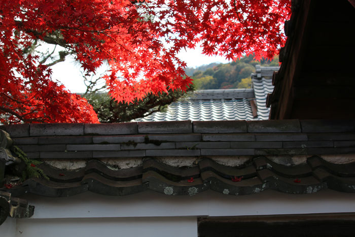 京都・右京区・臨済宗大本山天龍寺20131123-2-9
