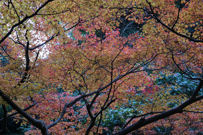 大阪・箕面市・箕面の滝20131120-1-4