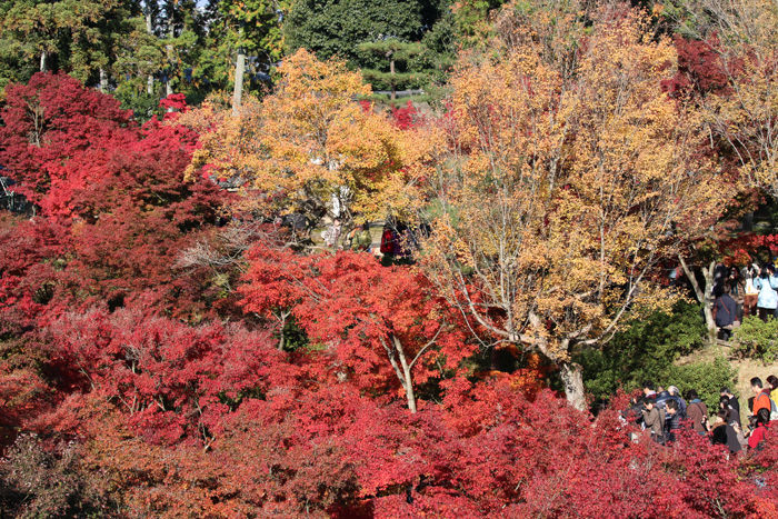 京都・東山区・臨済宗大本山東福寺20131121-2-3