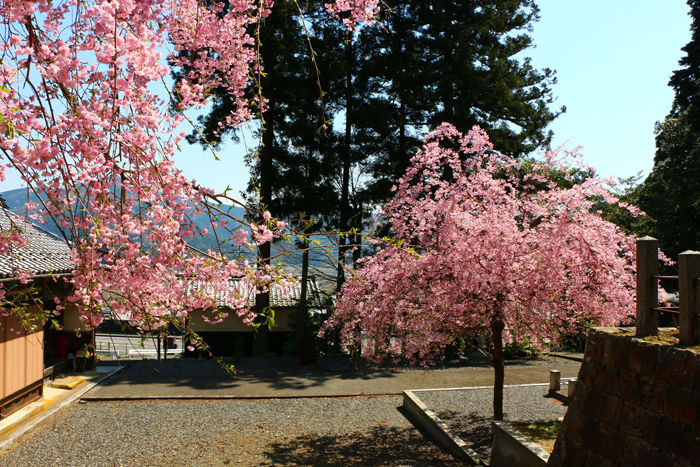 滋賀・長浜市・矢合神社20160412-9