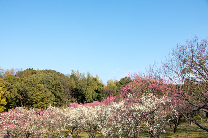 大阪・枚方市・山田池公園20170218-7