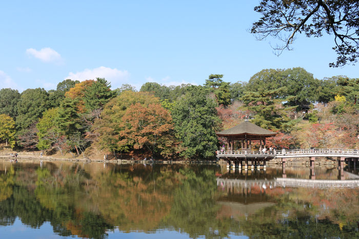 奈良・奈良市・奈良公園20131116-4-8