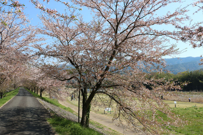 滋賀・長浜市・富永橋20160412-2