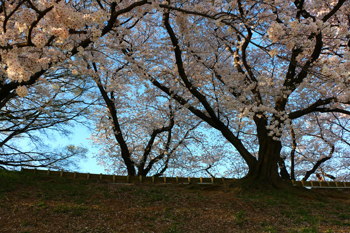京都・八幡市・淀川河川公園背割堤地区20160405-10