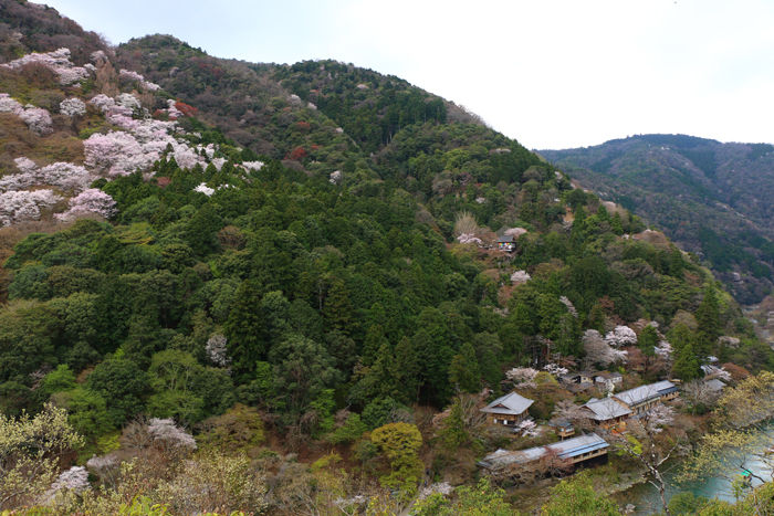 京都・右京区・嵐山公園亀山地区20160402-4