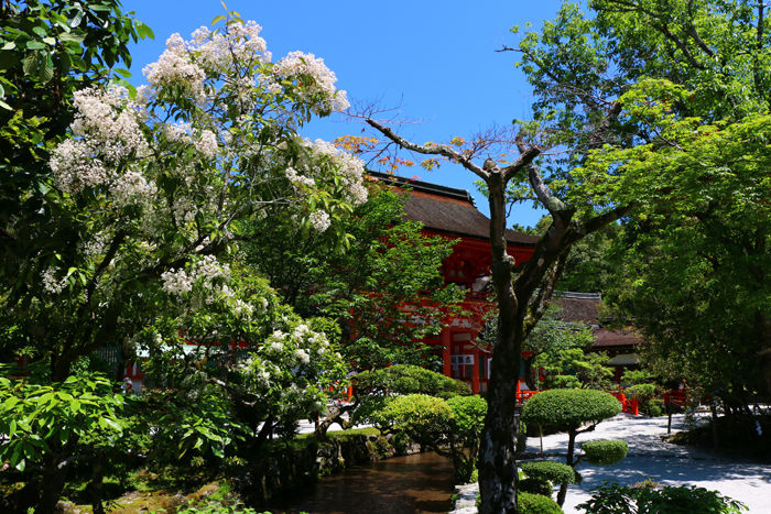 京都・北区・賀茂別雷神社(上賀茂神社)20160512-6