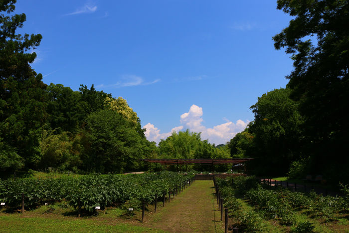 京都・左京区・京都府立植物園20160627-3