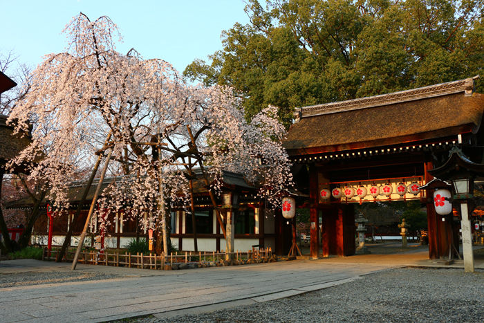 京都・北区・平野神社20160330-9