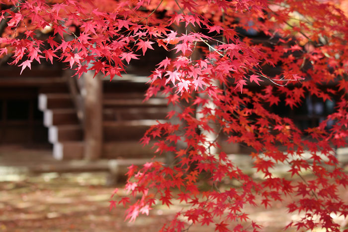 京都・左京区・真正極楽寺【真如堂】20131121-1-7