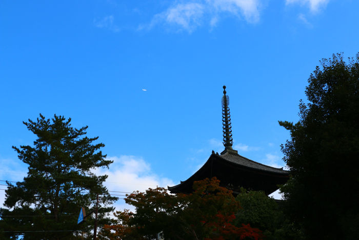 奈良・奈良市・奈良公園20141104-11