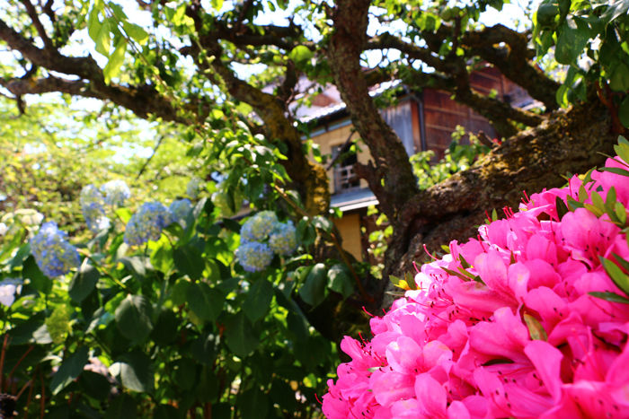 京都・東山区・祇園白川20150527-3