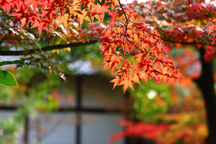 京都・北区・等持院20151121-6