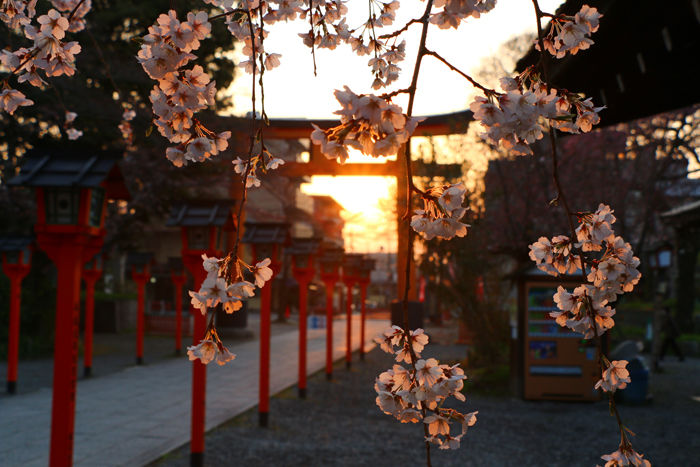 京都・北区・平野神社20160330-4